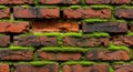 Brick moss wall texture background old red bricks green nature architecture design pattern Royalty Free Stock Photo
