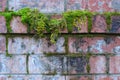 Red Brick wall with green moss and lichen growing on it. It`s a nature and urban background with copy space