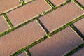 Red brick wall with green moss texture background. Royalty Free Stock Photo