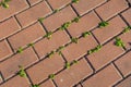 Red brick wall with green moss texture background. Royalty Free Stock Photo