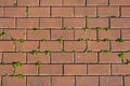 Red brick wall with green moss texture background. Royalty Free Stock Photo