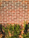 old red brick wall copy space background and green Bush plant nature living concept idea Royalty Free Stock Photo