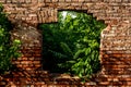 Red brick wall with old ruin window on house and green plants inside home Royalty Free Stock Photo