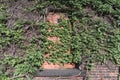 Red brick wall overgrown with ivy as a background Royalty Free Stock Photo