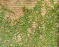 Red brick wall pattern surface texture with Ivy plant with leaves, green creeper bush and vines. Material for design decoration Royalty Free Stock Photo