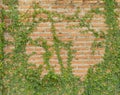 Red brick wall pattern surface texture with Ivy plant with leaves, green creeper bush and vines. Material for design decoration Royalty Free Stock Photo