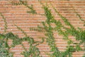 Red brick wall pattern surface texture with Ivy plant with leaves, green creeper bush and vines. Material for design decoration Royalty Free Stock Photo