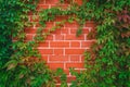 Red brick wall pattern surface texture with Ivy plant with leaves, green creeper bush and vines. Material for design Royalty Free Stock Photo