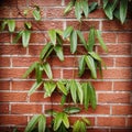 Red Brick Wall and Plant