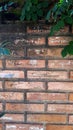 red brick wall and plant leaves, the bricks are written with white ink proofer