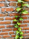 Red brick wall with a rustic appearance, featuring uneven brick arrangement and weathered texture Royalty Free Stock Photo