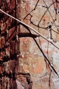 Red brick wall surface close up detail with wild grape twig without leaves, grunge vertical background Royalty Free Stock Photo