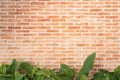 Red Brick wall texture with green leaves plant decoration, interior design retro grunge background with copy space Royalty Free Stock Photo