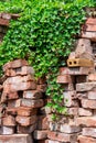 Red bricks in the sun covered with green Ivy hedera helix Royalty Free Stock Photo