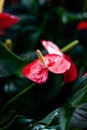 Red and bright Anthurium flower with a dark background. Love flower. Nice exotic flower