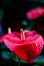 Red and bright Anthurium flower with a dark background. Love flower. Nice exotic flower