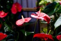 Red and bright Anthurium flower. Love flower. Nice exotic flower