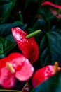 Red and bright Anthurium flower. Love flower. Nice exotic flower