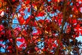 Red bright autumn leaves and intertwining branches against the blue sky, view from below