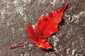 Red bright autumn maple leaf lies on the rock Royalty Free Stock Photo