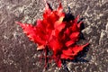 red bright autumn maple leaf lies on the rock Royalty Free Stock Photo