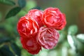 Red bright beautiful flowers roses, Thailand