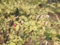 red bright beresklet berries on the background of yellow leaves in the autumn forest