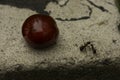 Red and bright cherry placed on a rock close up photo. Ants fighting next to it