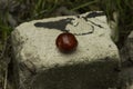 Red and bright cherry placed on a rock close up photo