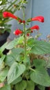 Red bright flowers close up shot