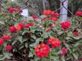 Red bright flowers