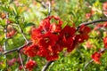 Red bright flowers of Japanese quince tree Maule`s quince, Chaenomeles japonica. Texas scarlet flower shrub. Royalty Free Stock Photo