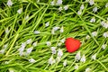 Red bright heart onthe background of light blue blooming muscari armeniacum grape hyacinth tiny flowers and green leaves. Royalty Free Stock Photo