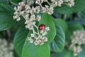 Red and bright ladybug in the garden