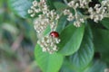 Red and bright ladybug in the garden