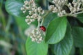 Red and bright ladybug in the garden