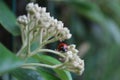 Red and bright ladybug in the garden