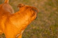 A red bright male dog pitbull with drooping ears stands and looks into the sunset, with his back, looking for the owner. Dog walki Royalty Free Stock Photo