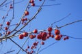 Red bright miniature fruits against blue sky. Red paradise apples.