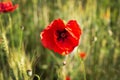 Red bright poppies bloom in a green field, on a sunny day Royalty Free Stock Photo