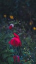 Red bright poppies coquettishly bowed their heads