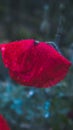 Red bright poppies under the heavy drops of rain