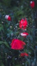 Red bright poppies under the heavy drops, vertical
