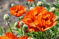 Red bright poppy flowers growing on summer meadow