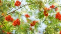 Red bright ripe Rowan berries on nature autumn background. fall season concept. copy space