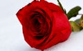 a red bright rose with a gold ribbon lies on white snow Royalty Free Stock Photo