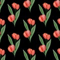 Red bright tulips with leaves on a black background. Watercolor hand drawn illustration. Spring flowers. Floristic seamless