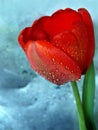 Red brilliance tulip Royalty Free Stock Photo