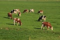 The red brindled and holsteins friesian cattle are grazing in the grassland at the countryside in the summer.