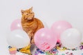 Red british cat in a birthday confetti and balloons Royalty Free Stock Photo